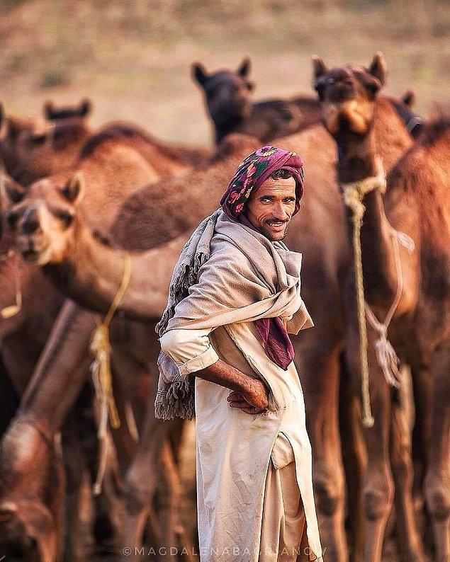 23. Pushkar Fuarı'nda develer arasında Racastanlı bir çoban;