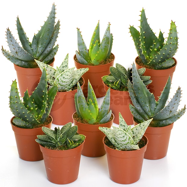 Aloe Vera