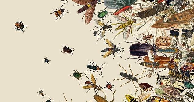 Böcekler yok olduğunda neler olabilir?