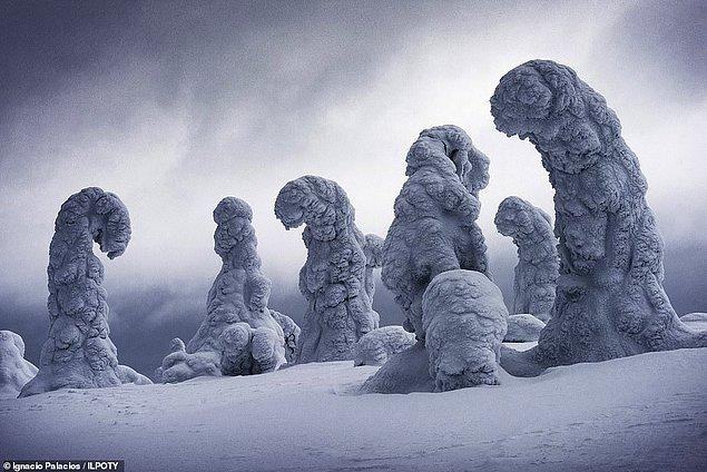 18. Laponya'daki bir grup donmuş ağacı ise Avustralyalı fotoğrafçı Ignacio Palacios ölümsüzleştirmiş.