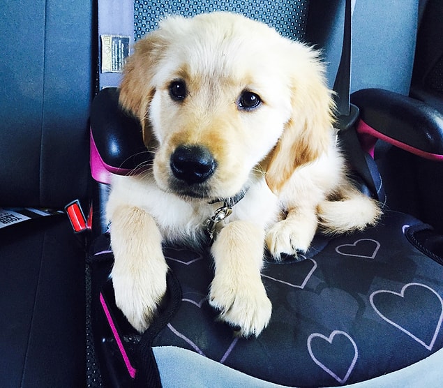 11. “After 32 long years of dreaming, I finally rescued my first pup. Meet Honey.”