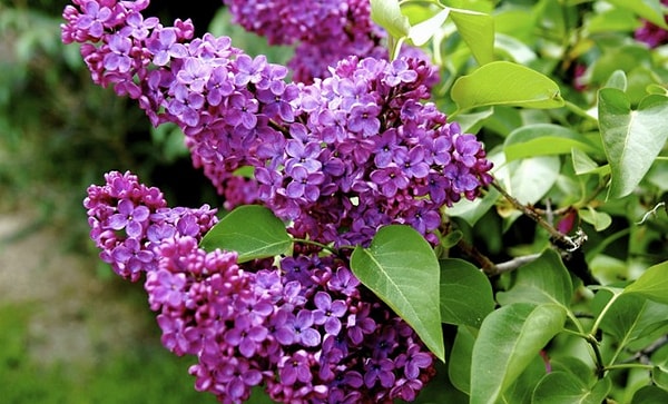 Вы пахнете, как сирень!