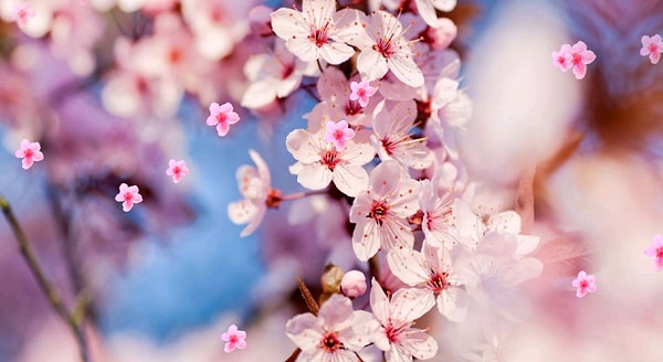 Вы пахнете, как цветок сакуры!