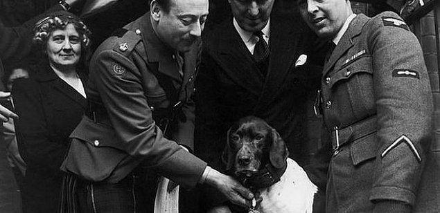 İkinci Dünya Savaşı'nda Esir Alınan Köpek: Judy