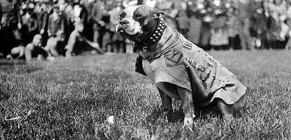 Birinci Dünya Savaşı’nda çarpışan köpek: Çavuş Stubby
