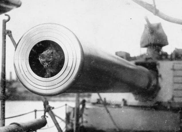 HMS Zırhlı Gemisi'in Maskotu: Togo