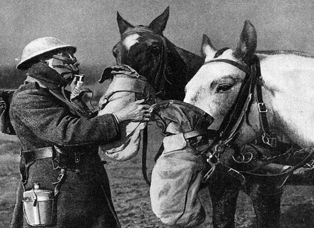 I. Dünya Savaşı'nda gaz saldırısından korunmak için maske takılan atlar.