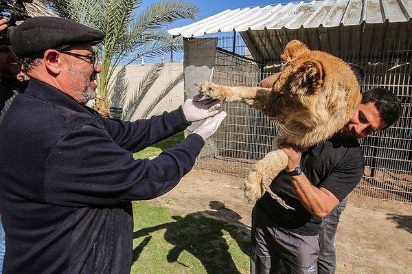 Gaza'da bulunana Rafah Hayvanat Bahçesi'ndeki çalışanlar zavallı aslanın kafasına bir örtü örtüp, tırnaklarını canlı canlı kökünden kestiler.