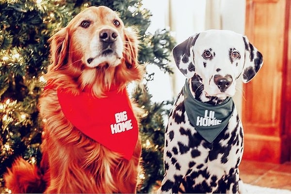 22. Рождественское фото с сородичем.