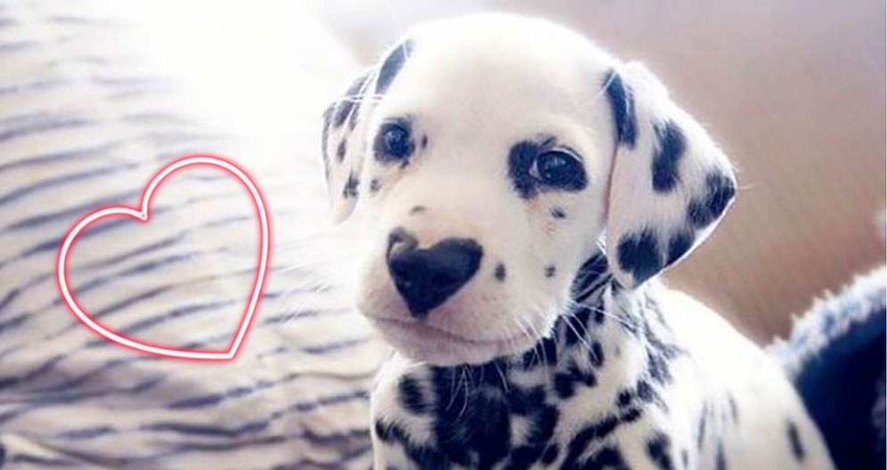Далматин Вилли с пятном в форме сердца на носу: 27 фото, которые согреют вас любовью