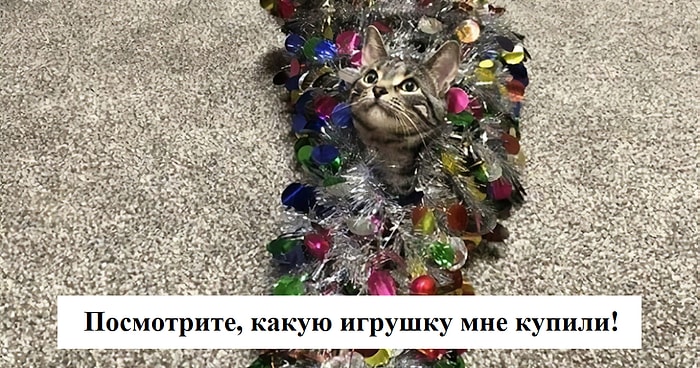 Бесстыдники: 15 проделок котов, хозяева которых решили поделиться своими историями в Instagram