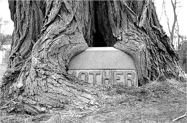 20. Bir annenin mezarının yanına dikilmiş ağaç: