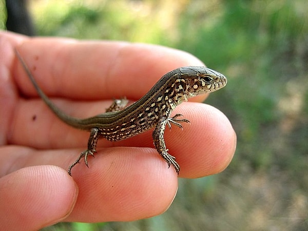 8. Некоторые ящерицы при нападении хищника отбрасывают...