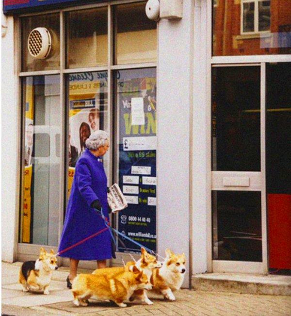 Kraliçe çok sevdiği köpeklerini gezdiriyor...