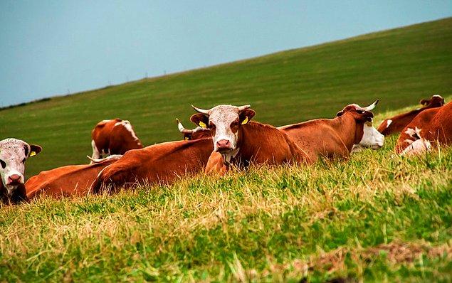 Amerikan Gıda ve Tarım Dairesi, tarımsal faaliyet kaynaklı metan gazlarının 2030'a kadar yüzde 60 oranında artacağını öngörüyor.