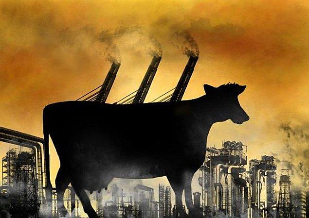Dünya genelindeki 1,5 milyar inek ve milyarlarca küçükbaş hayvanın metan dahil onlarca kirletici gaz yaydığı biliniyor.