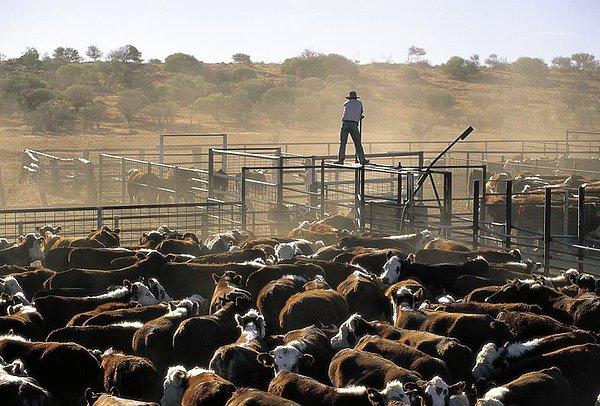'Bir inek günde 100-200 litre kadar metan gazı çıkarıyor'