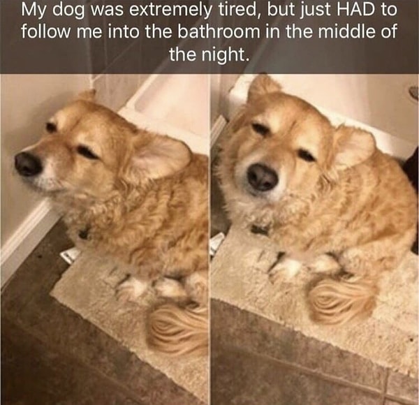 5. А они, в свою очередь, тоже очень привязаны к людям.