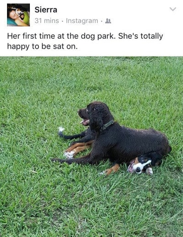 11. Собаки умеют найти позитив в любой ситуации.