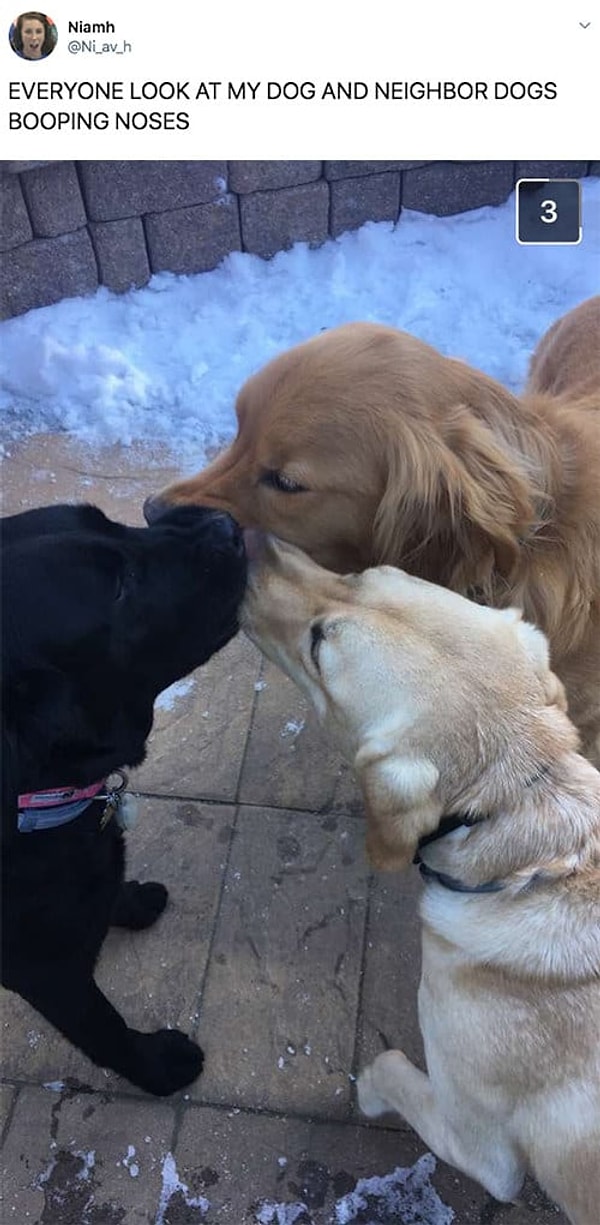 17. Собаки - это любовь!