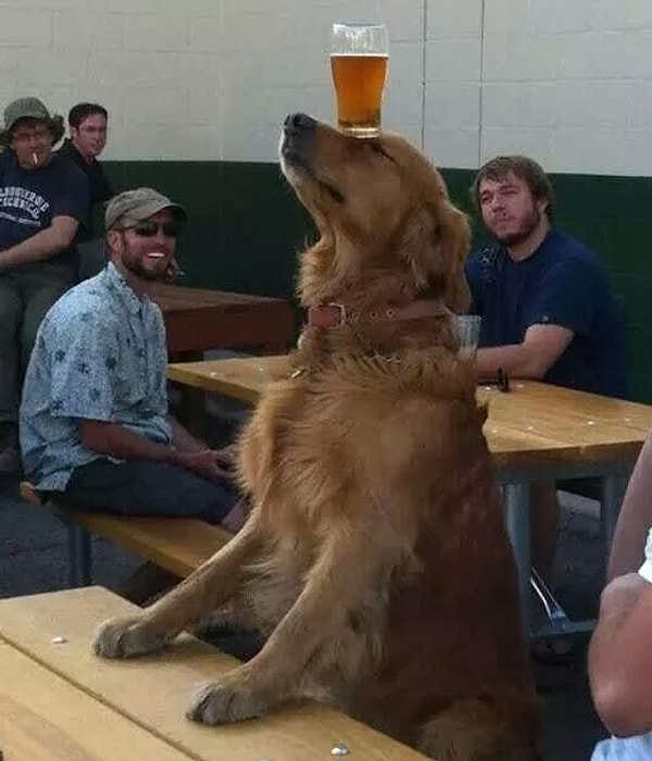 18. Собаки - это вдохновение.