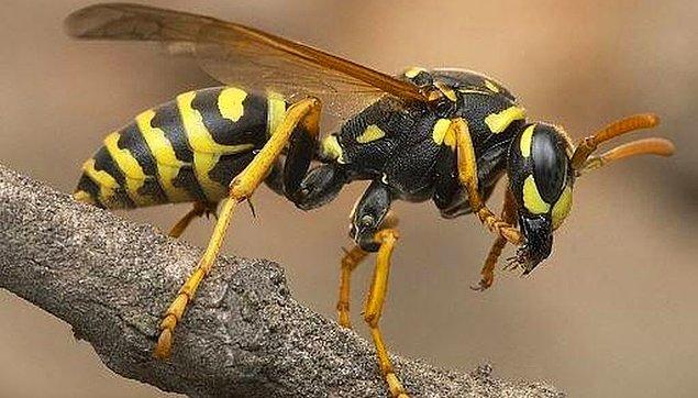 11. Bir eşek arısı sizi soktuğunda diğer eşek arılarının da sokması için koku bırakır.