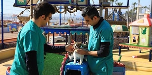 Mersin'deki 'Miyav Park'ın Muhtarı Mırmır Oldu: 'Biz Yastık, Minder Sevdalısı Değil Hizmet Sevdalısıyız'