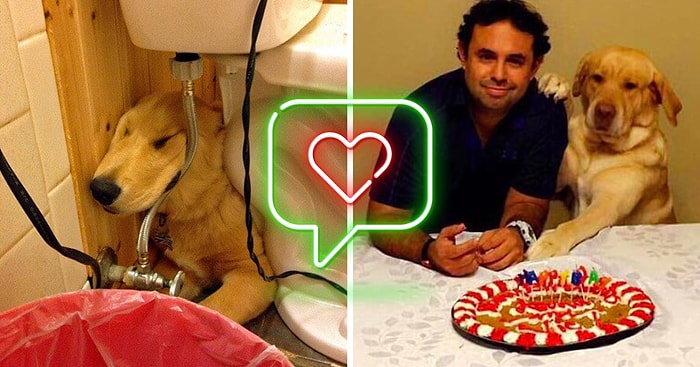 19 аргументов в пользу того, что лучше собак никого на свете нет