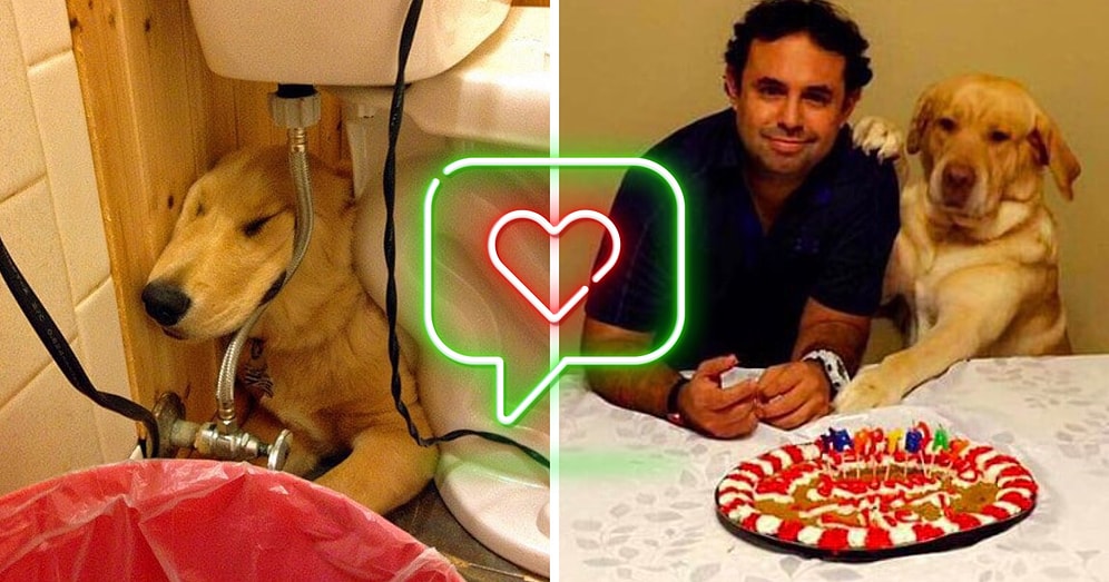 19 аргументов в пользу того, что лучше собак никого на свете нет