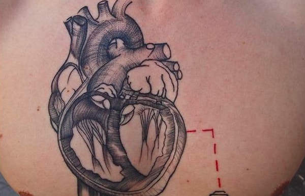 6. Сколько отделов в сердце человека?