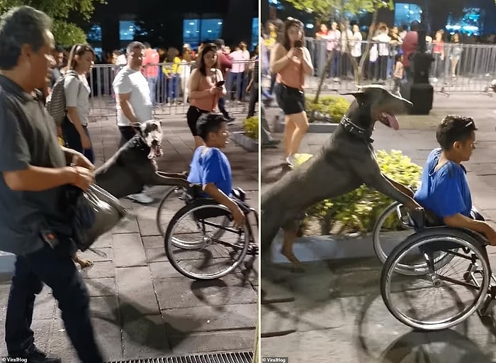 Tekerlekli Sandalyeye Mahkum Olan İnsan Dostunun Festival Alanına Gitmesine Yardım Eden Köpek