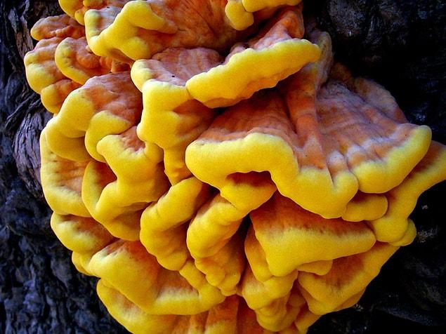 7. Laetiporus, a mushroom that grows in the wild tastes nearly same as chicken/fried chicken. It is also known as “fried chicken mushroom”.