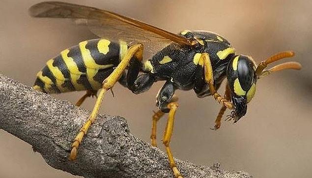 11. When a wasp stings you, it leaves a scent for other wasps to sting you as well.