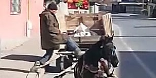 Bu Nasıl İnsanlık?! Yorgunluktan Yere Çöken Ata Tekme Atıp Kırbaçlayan Vicdansız!