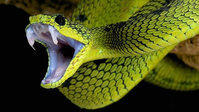 2. The decapitated head of a dead snake can still bite hours after death. Because dead snakes can’t regulate how much venom they should inject, such bites can often contain large amounts of venom.