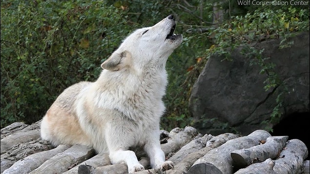 16. During WWI, starving wolves amassed in such great numbers that Germans and Russians had a temporary cease-fire to fight off the wolf attacks.
