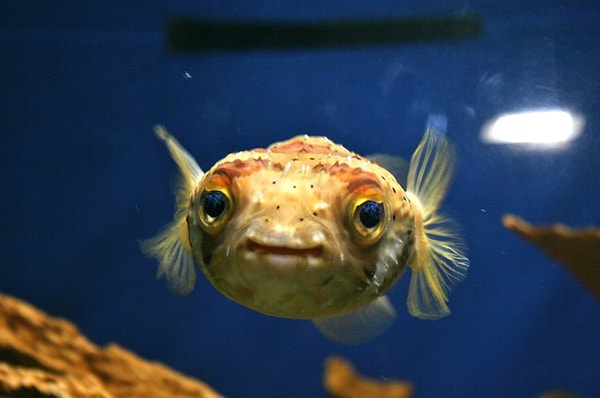 2) Какое из этих животных обитает сразу в двух средах?