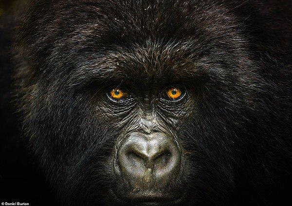 Daniel Burton'ın çektiği bu yakın goril portresi ise Kongo Demokratik Cumhuriyeti'ndeki Mikeno Dağı'nda çekilmiş.