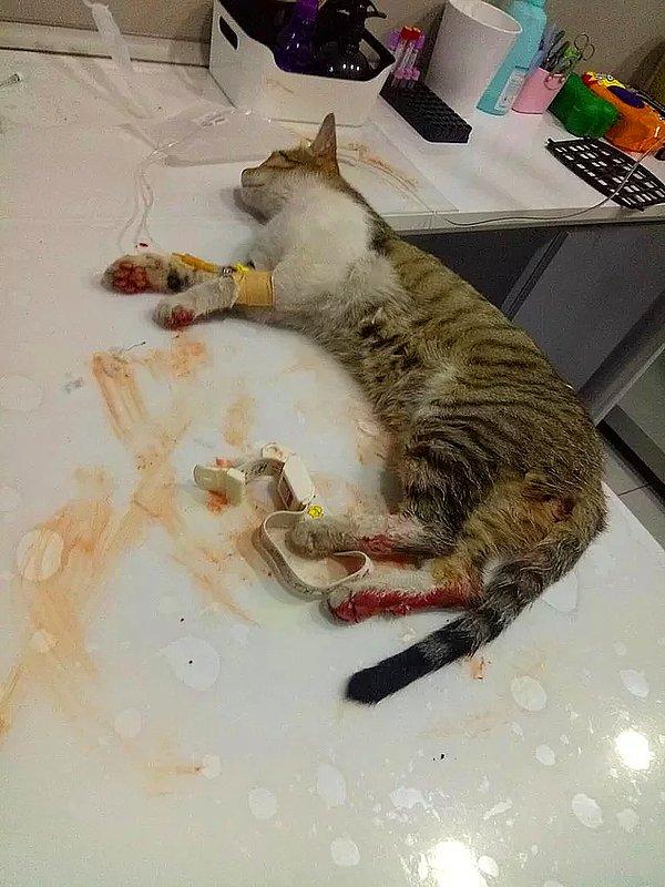 Hacettepe Üniversitesi Beytepe Kampüsü'nde beşinci kattan atıldığı için kanlar içinde kalan ve yaşamını yitiren yavru kediyi?