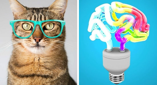 Тест на эрудицию: Сможете ответить на 12/14 вопросов и доказать свою образованность или провалитесь с треском?