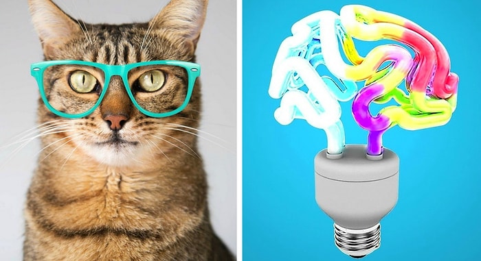 Тест на эрудицию: Сможете ответить на 12/14 вопросов и доказать свою образованность или провалитесь с треском?