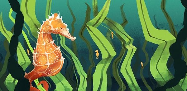 Морской конек!