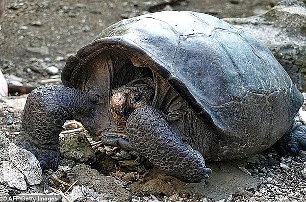 Galapagos Adaları'ndan gelen güzel bir haber sayesinde, 100 yılı aşkındır nesli tükendiği düşünülen bir dev kaplumbağa türünün bölgede bulunduğu öğrenildi.