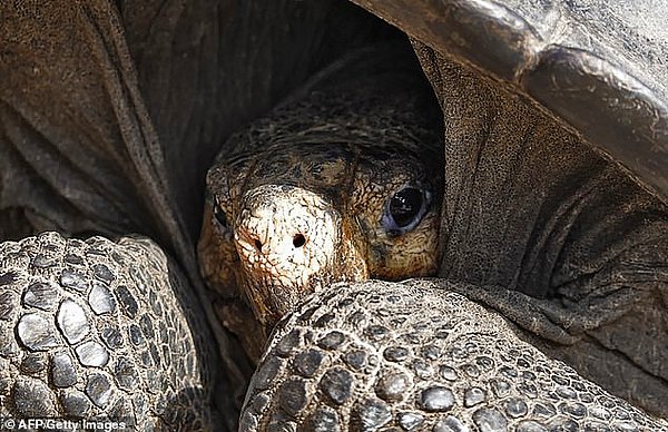 Volkanik faaliyetler açısından çok aktif bir bölge olan Galapagos Adaları'nda, önceden 14 dev kaplumbağa türü yaşarken, yanardağ patlamaları sonucu bu tür çeşitliliği 10'a düşmüş.