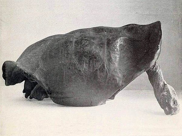 Chelonoidis phantasticus ya da bir diğer adıyla Dev Fernandina Kaplumbağası, en son 1906 yılında görülmüş ve o günden beri nesillerinin tükendiği düşünülüyormuş.