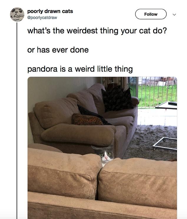 A Twitter account called @Poorlydrawncats invited everyone to post pictures and videos of their own cats doing weird things!