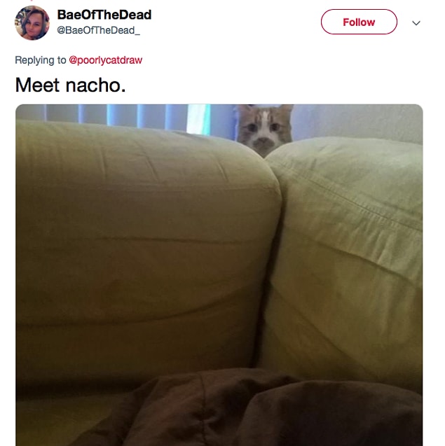 10. Nacho, the ninja cat.