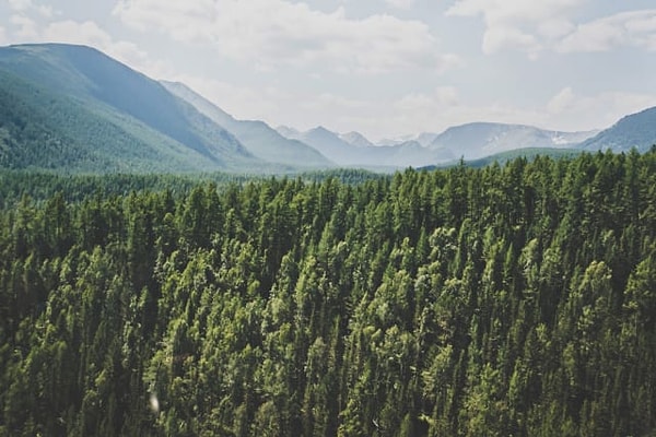 1. Выберите лес: