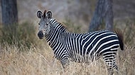 Araştırma Yayınlandı: Zebraların Siyah Beyaz Çizgilerinin Nedeni Sinekler Olabilir!