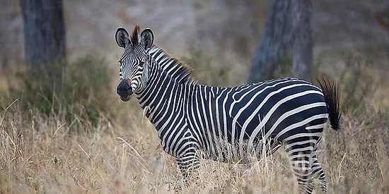 Araştırma Yayınlandı: Zebraların Siyah Beyaz Çizgilerinin Nedeni Sinekler Olabilir!
